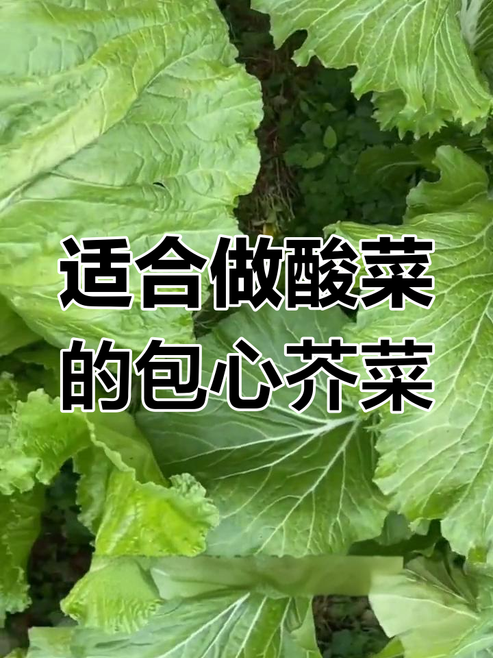 包心芥菜:酸菜的绝佳选择,简单易种又美味