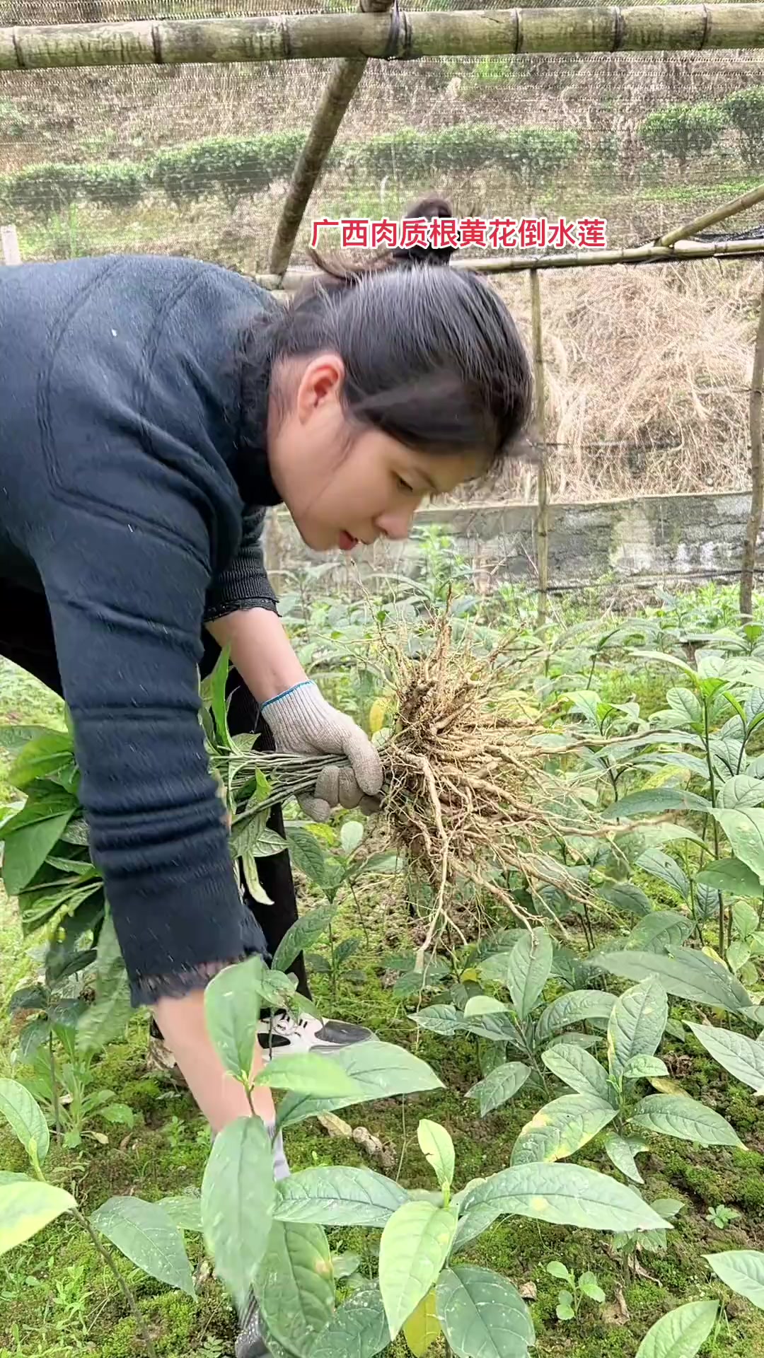 广西特有肉质根品种黄花倒水莲