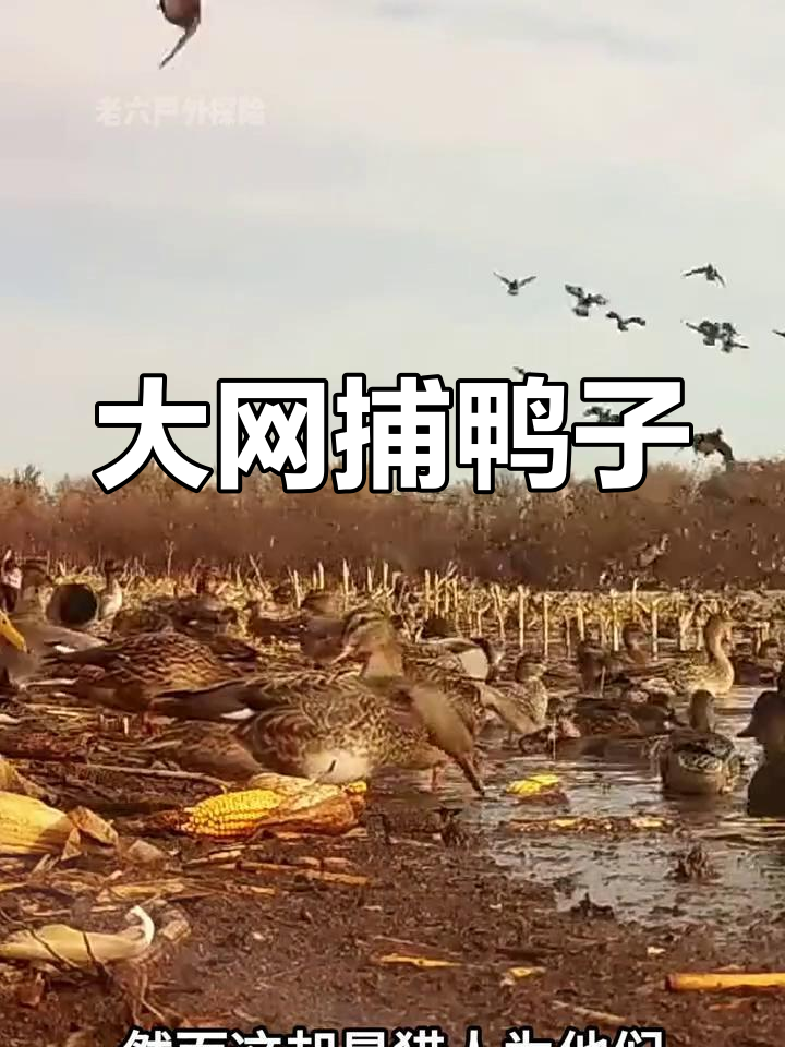国外猎人用大网捕捉数百只野鸭,效率惊人!