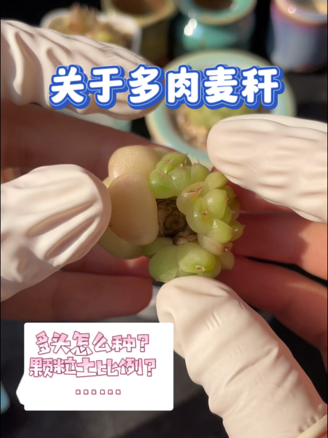 关于多肉麦杆的全方位|小tips