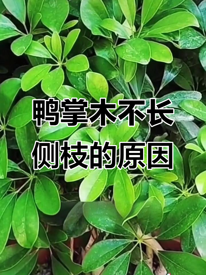 鸭掌木修剪后不长侧枝?这些原因你得知道
