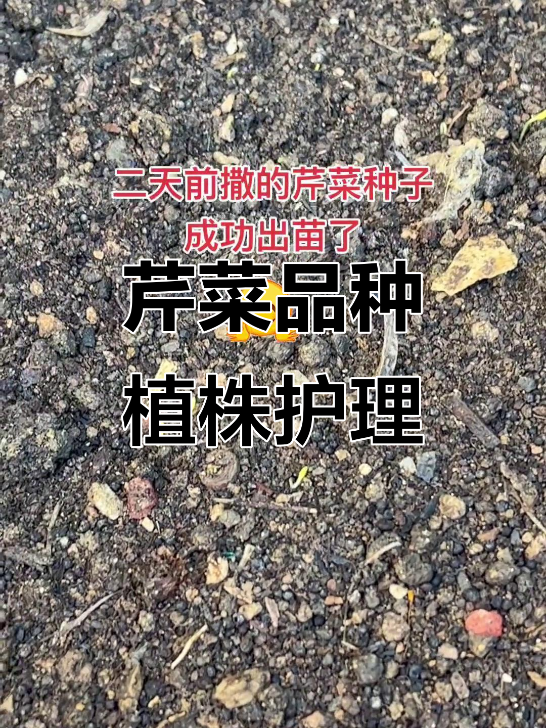 芹菜种子发芽,小心别弄断了嫩芽