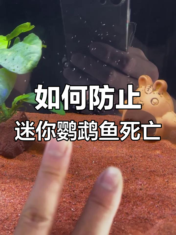 迷你鹦鹉鱼苗死亡原因分析,如何避免肠炎和水质问题