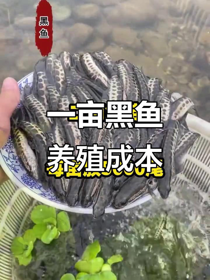 黑鱼养殖成本分析:从挖塘到饲料投入全解析