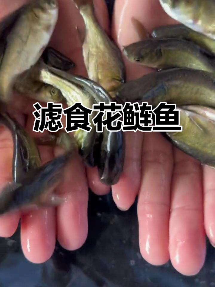 花鲢鱼:滤食性鱼类,喝过滤水就能长肉