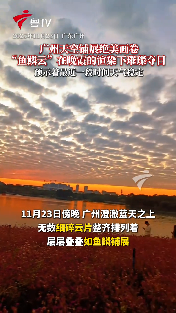 广州天空出现大片“鱼鳞云”，云层在晚霞的渲染下璀璨夺目