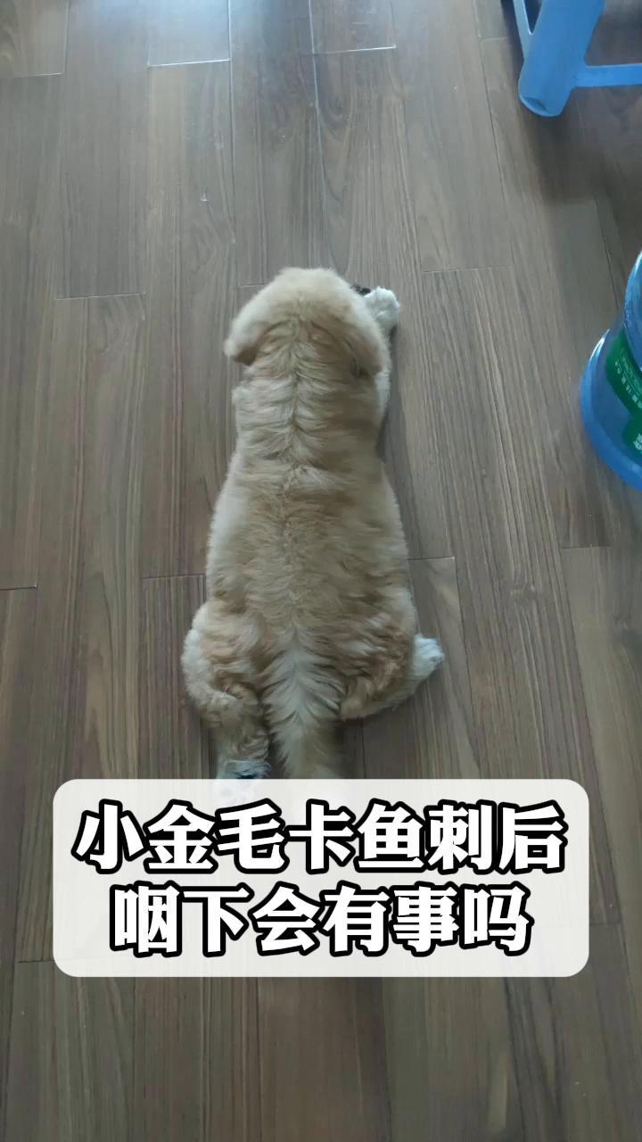 小金毛卡鱼刺后咽下会有事吗