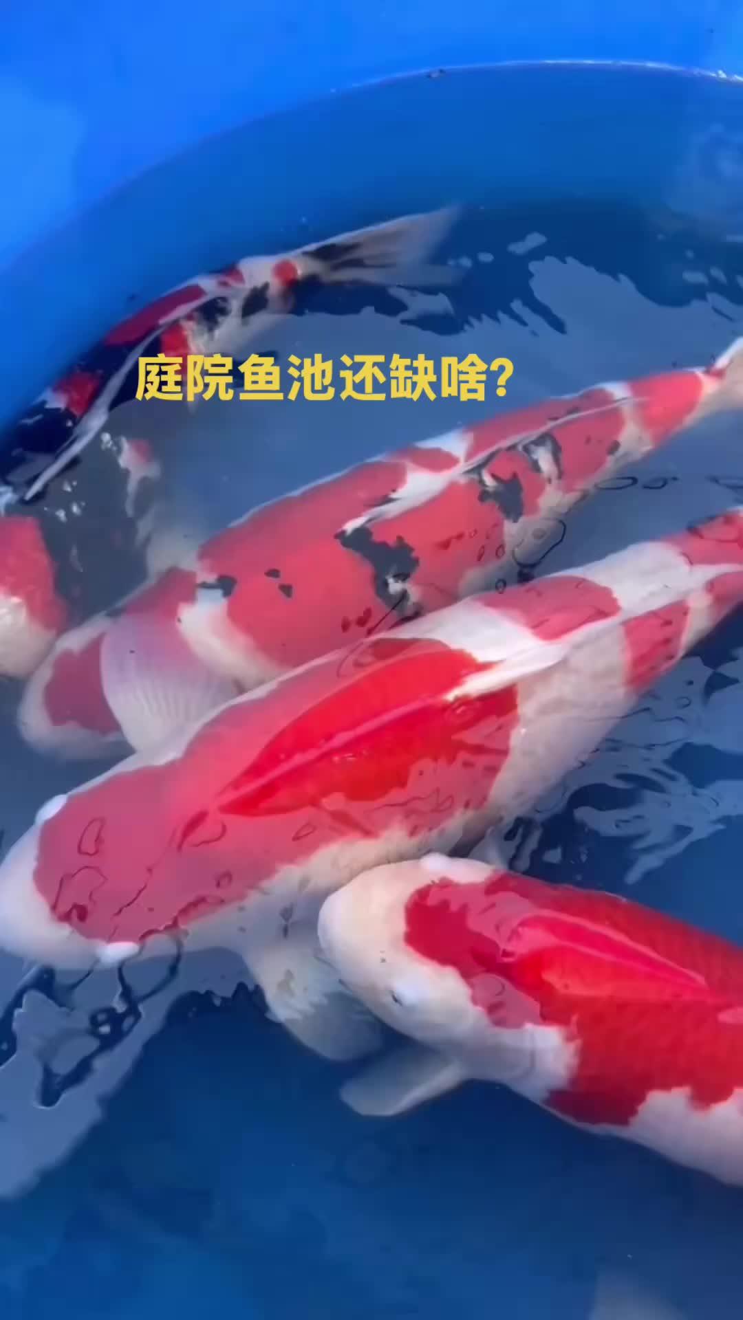 庭院鱼池