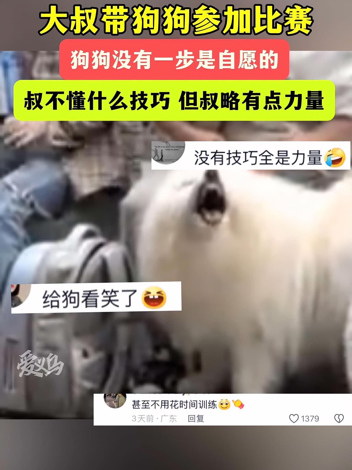 5月2日上海,叔不懂什么技巧,但叔有点力量,比赛完回去一看,肌肉都有了 狗狗 狗狗的心思都