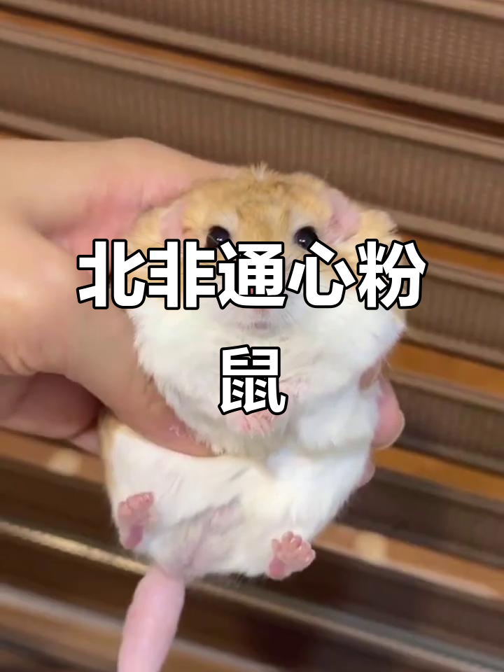 粉嫩大尾巴的北非肥尾沙鼠,萌态十足!