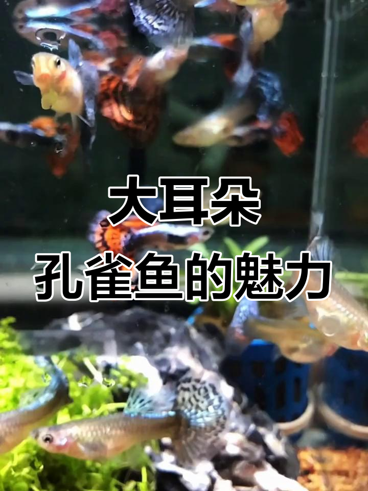 泰国大耳朵马赛克孔雀鱼:从白金到缎带,色彩丰富多变