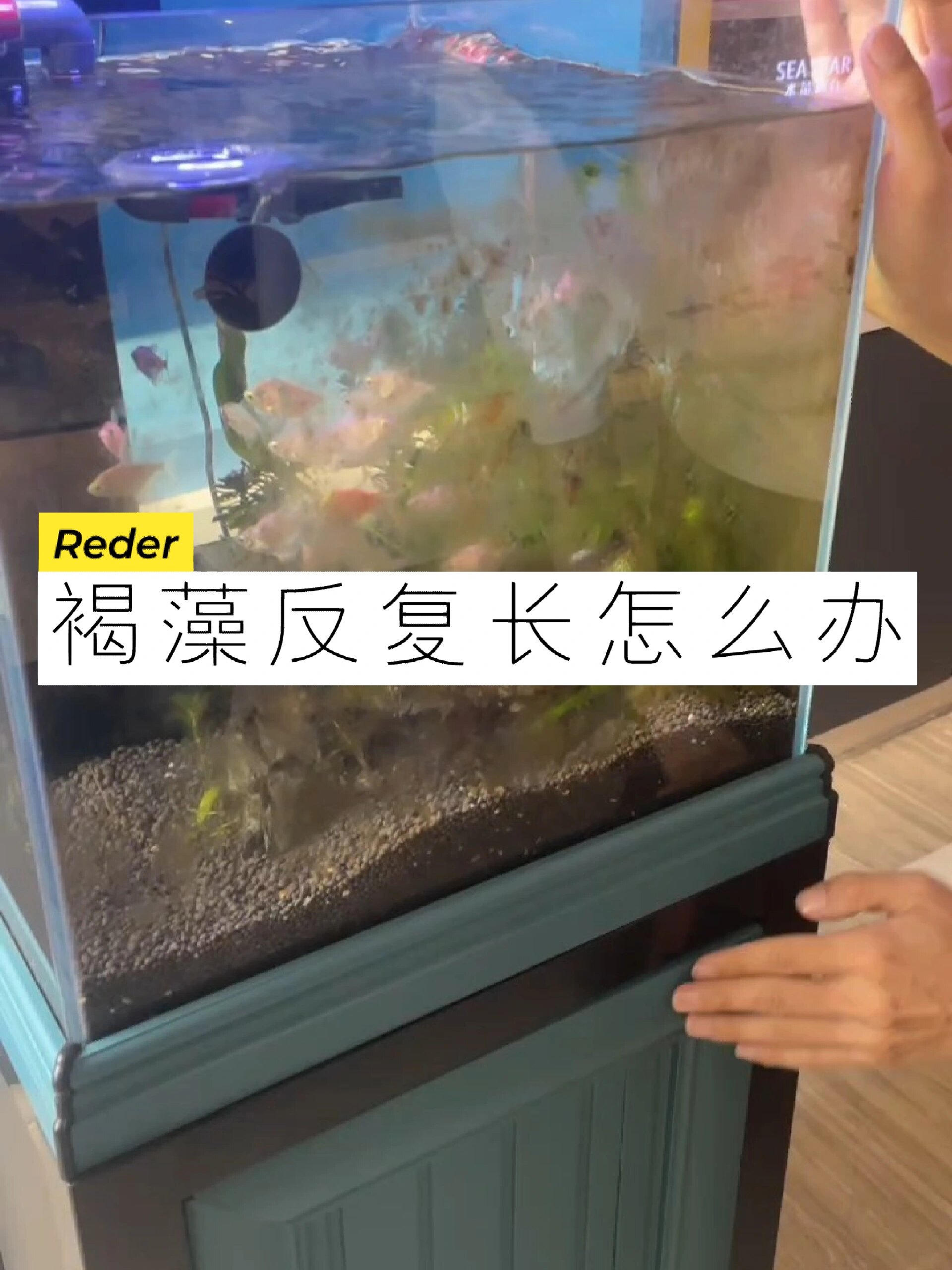 鱼缸褐藻怎么形成?怎么彻底清除