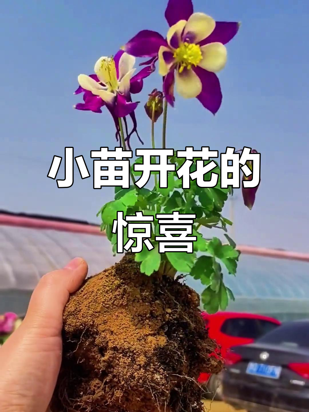 漏斗菜小苗开花,表现惊艳!