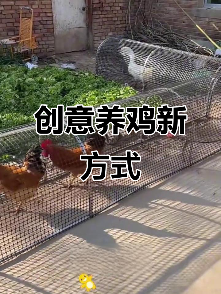 大学生发明隧道鸡笼,卫生又安全