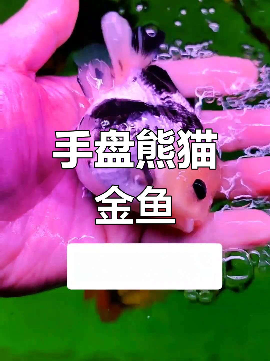 熊猫金鱼手感超滑,萌态十足