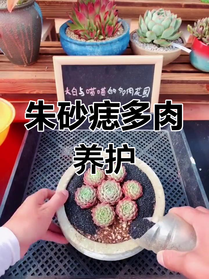 朱砂痣多肉养护技巧:从小单头到群生的区别