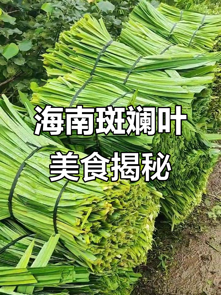 海南独特斑斓叶,香气扑鼻的南洋风味糕点