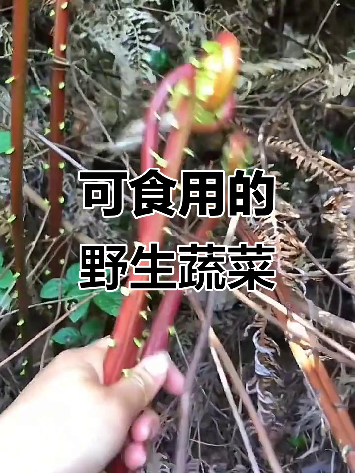 15种常见可食用野菜,口感鲜美又独特