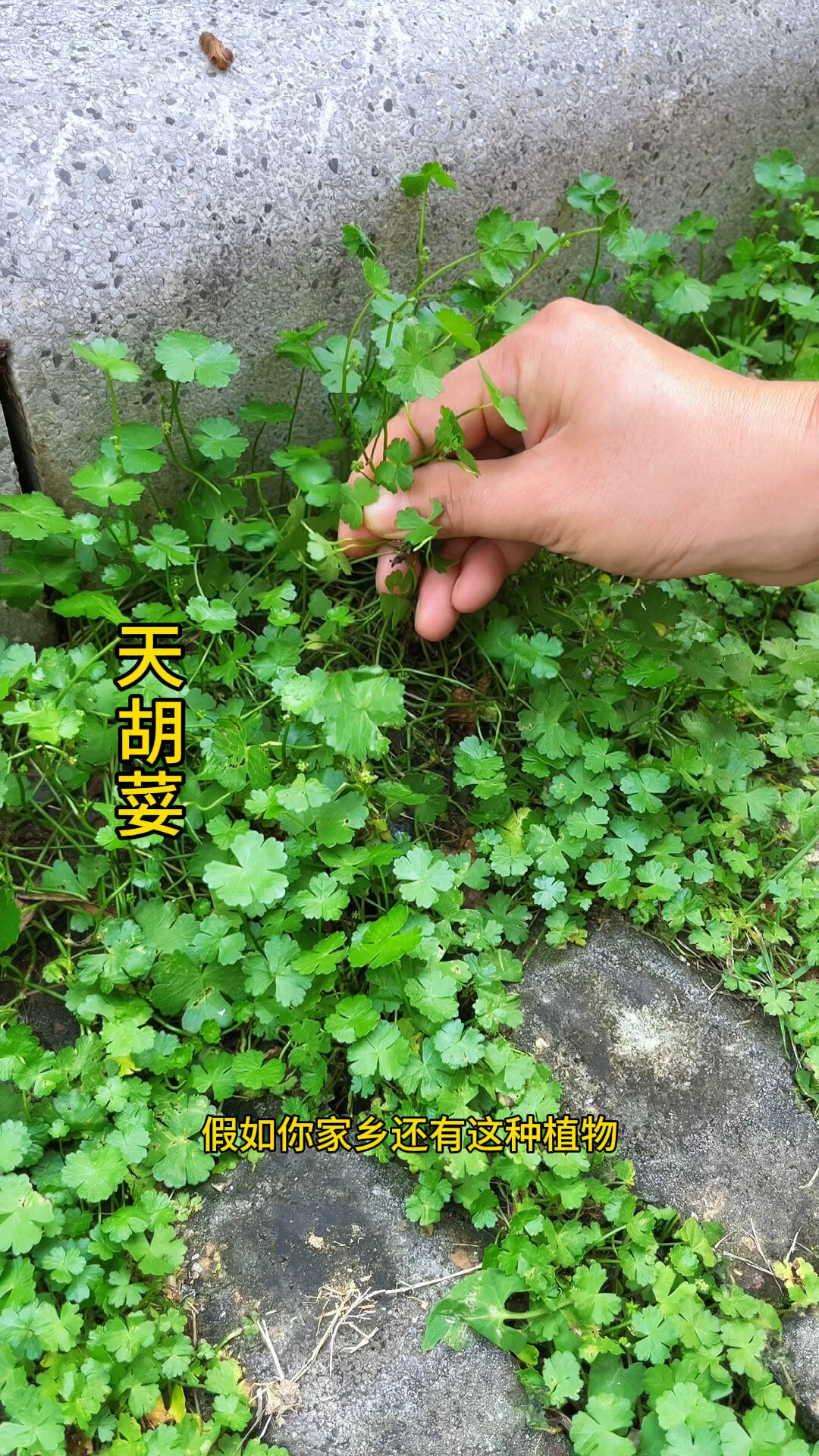 天胡荽,你认识吗?