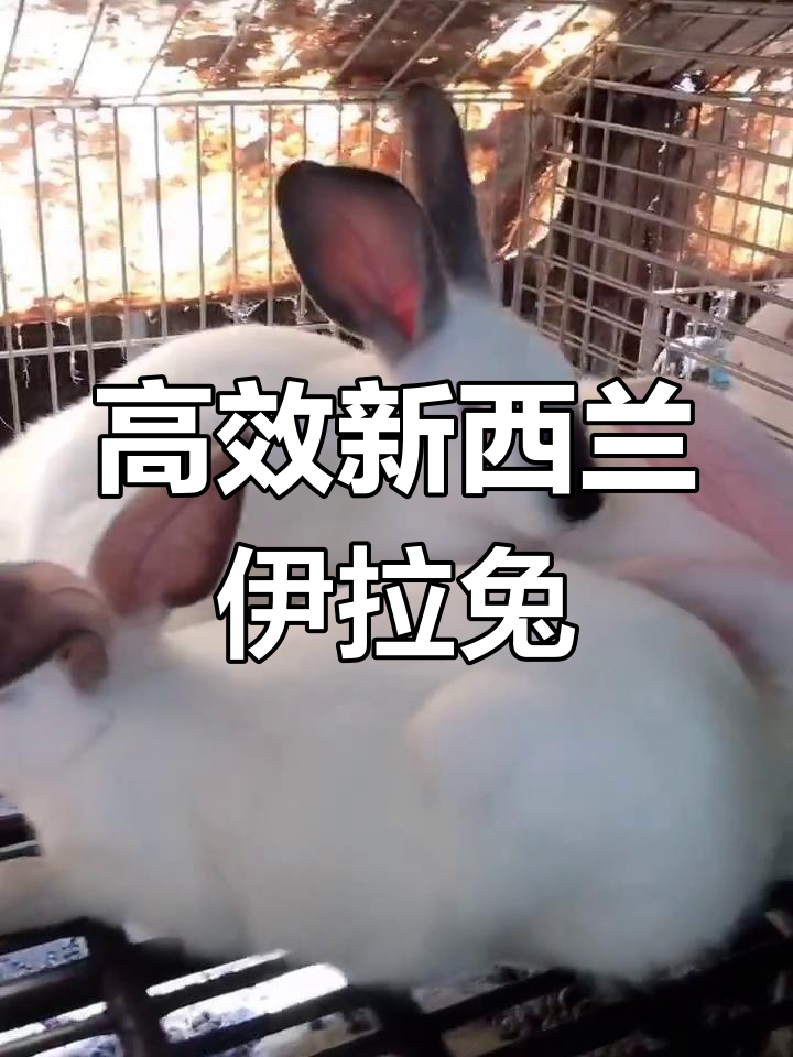 新西兰与伊拉肉兔:高抗病、高产崽,养殖首选品种
