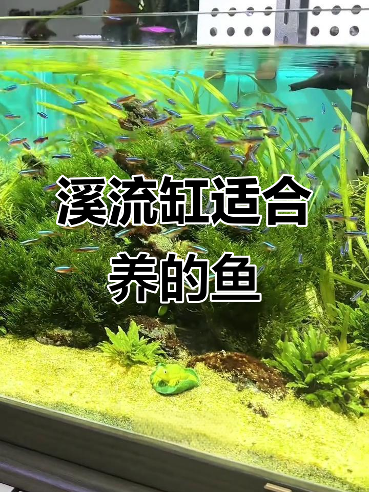 溪流缸养鱼推荐：四种温和观赏性强的小型鱼类