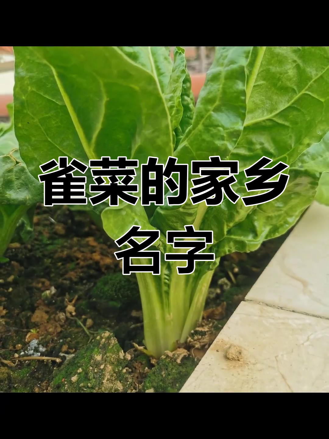 这个菜在你们那里叫什么?我们这里叫雀菜