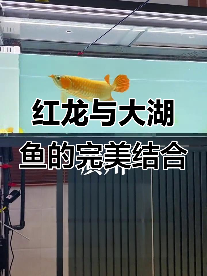 印尼红龙大揭秘，完美呈现大湖鱼系列魅力