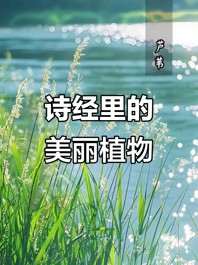 《诗经》中的千年植物,荷花柳树你认识吗?