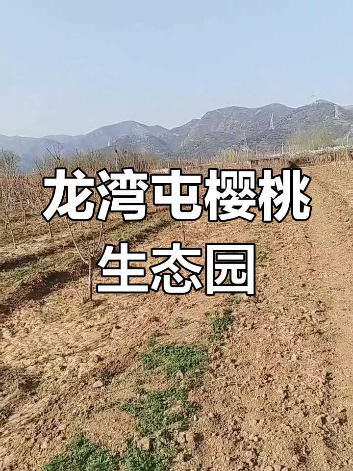 顺义龙湾屯镇大美樱桃园,春季采摘与野菜体验