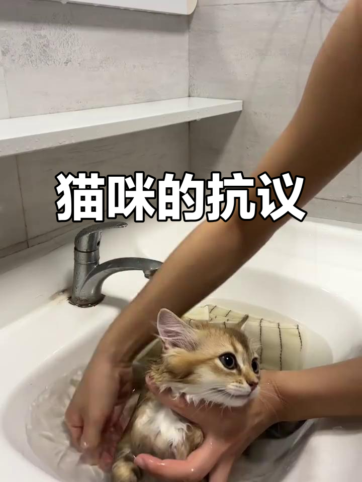 洗澡又被猫嫌弃，小泡芙踩屎后一脸不满，真是哭笑不得