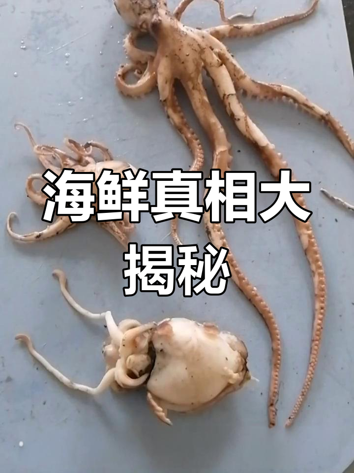 八爪鱼、鱿鱼和墨鱼的真正身份揭秘!