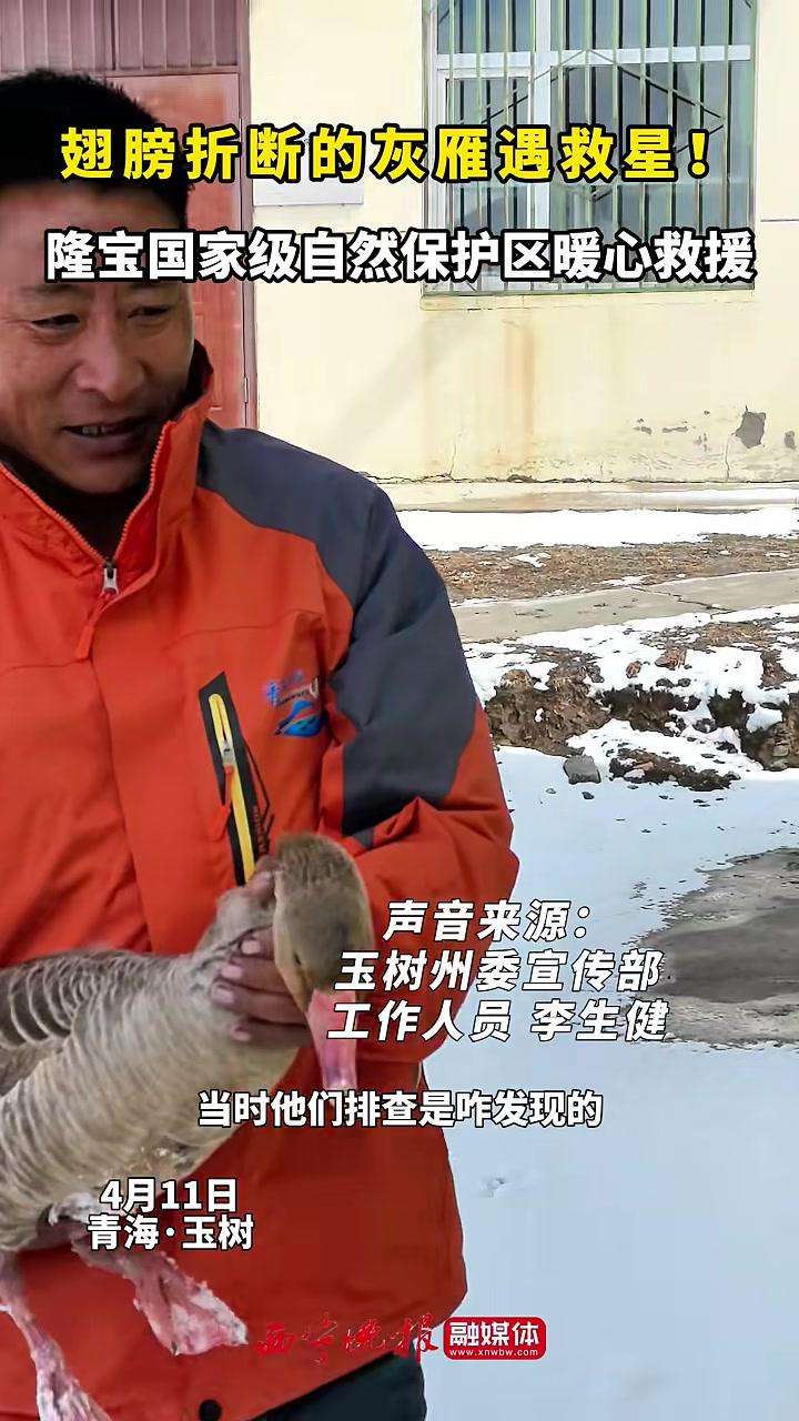翅膀折断的灰雁遇救星!隆宝国家级自然保护区暖心救援