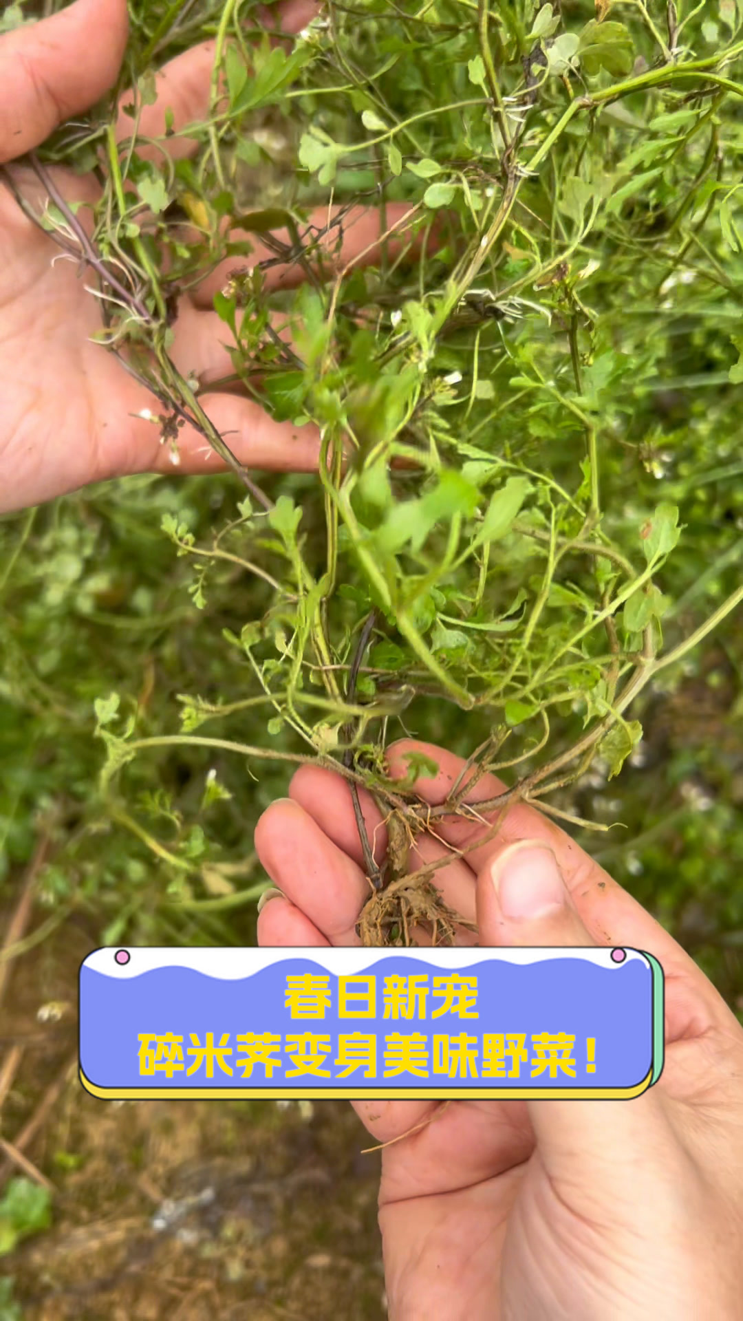 春日新宠,碎米荠变身美味野菜!