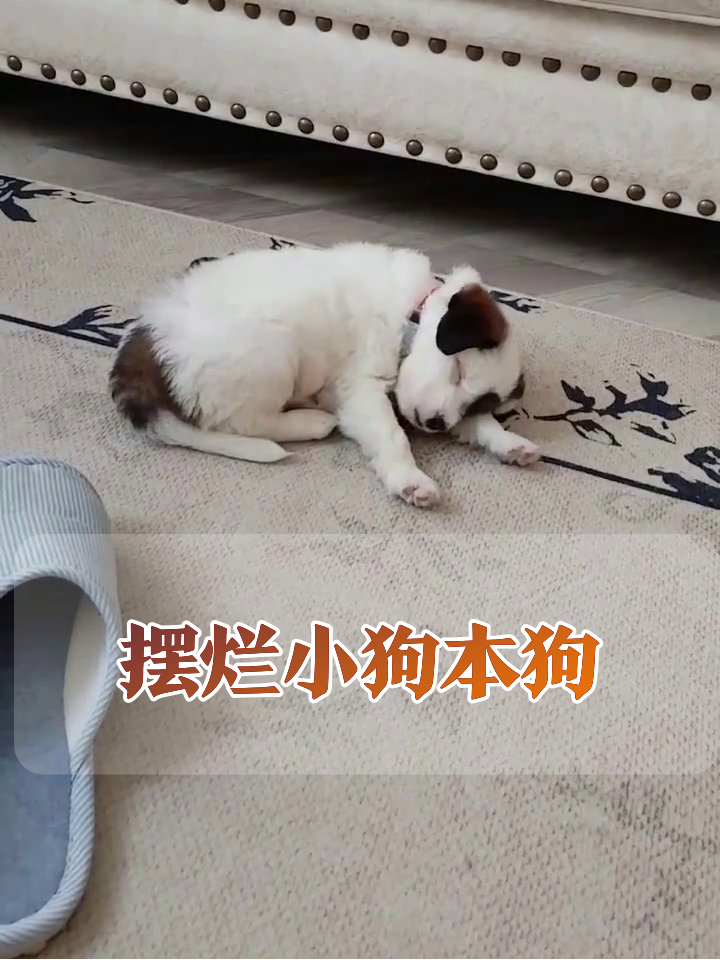小狗困成一滩泥,连做梦都在摸鱼,像极了下班的你!