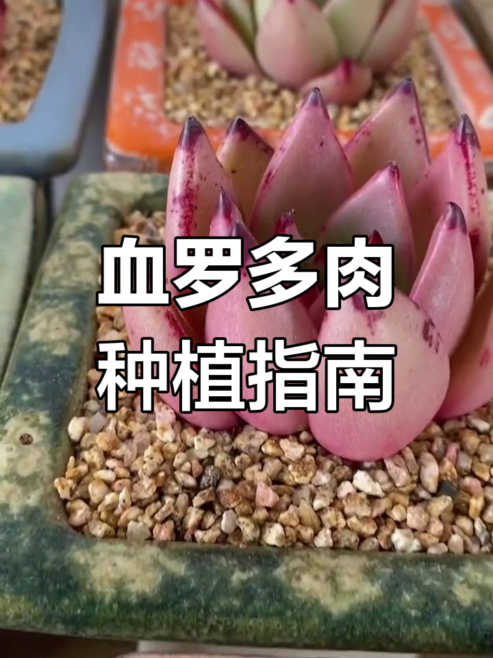 血罗多肉种植技巧:透气土壤与遮阳要点