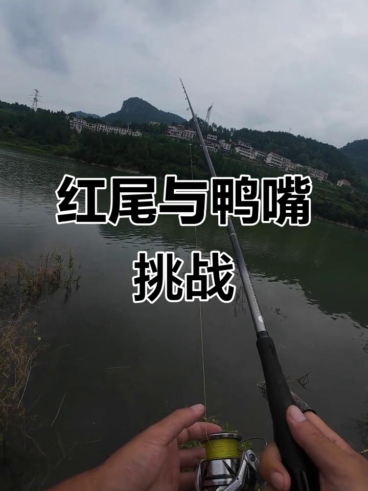 每天河边探查,红尾与鸭嘴翘的认证挑战开始了!