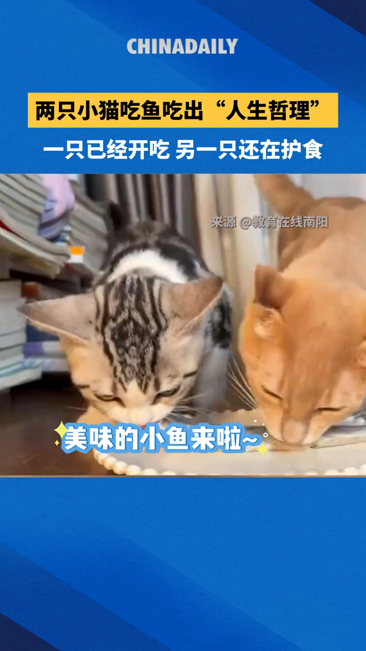 两只小猫吃鱼吃出“人生哲理”