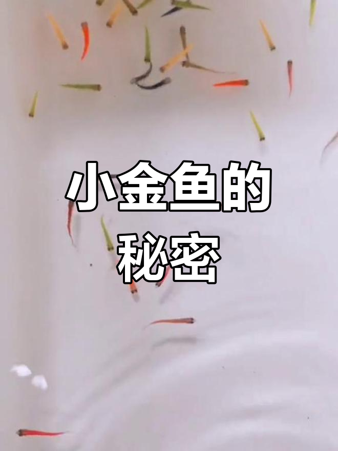 彩色小金鱼是什么品种?揭秘美丽鱼种