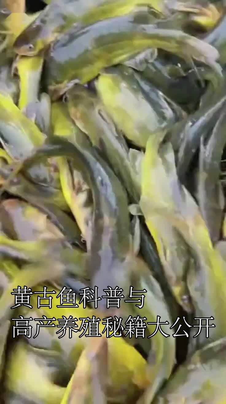黄古鱼科普与高产养殖秘籍大公开