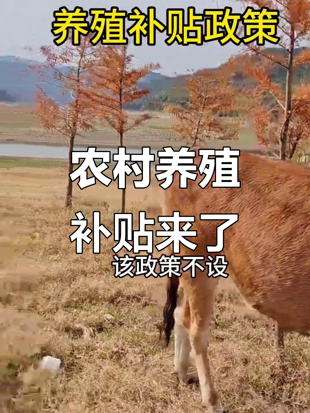 2025年农村养殖补贴政策全面落地,鸡鸭鹅到牛羊都能享福利