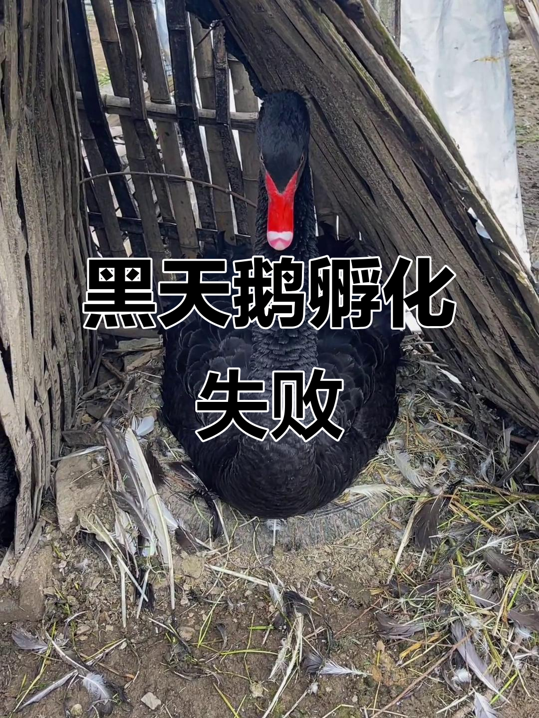 黑天鹅孵蛋10天,8颗变4颗,公鹅被教训