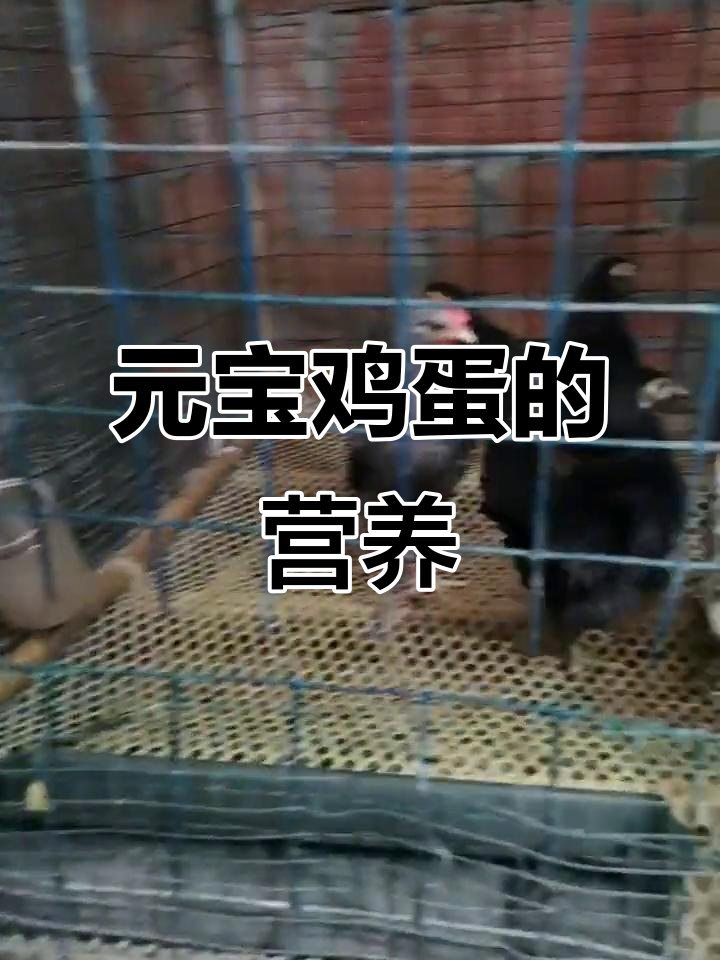 元宝鸡蛋富含多种维生素,营养价值高