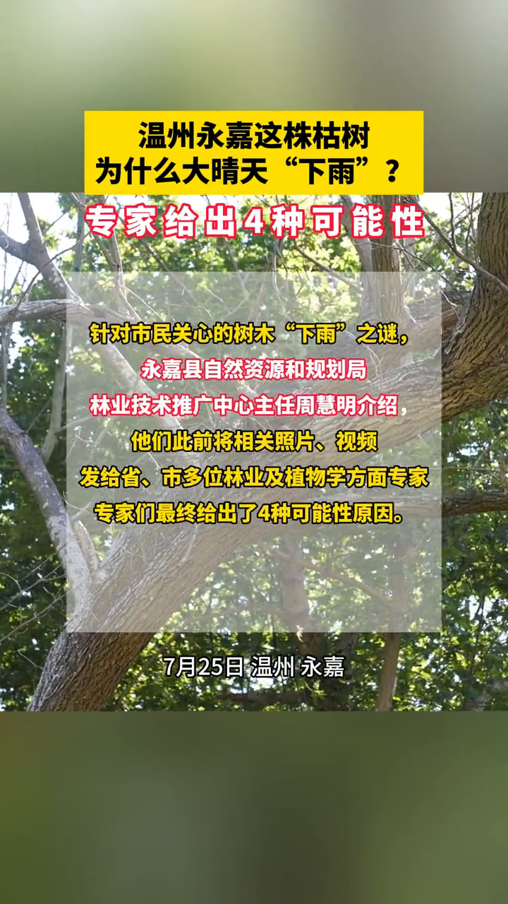 温州永嘉这株枯树为什么晴天会“下雨”?专家给出4种可能性