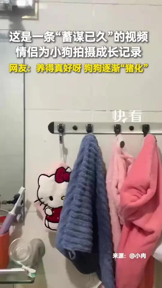 这是一条“蓄谋已久”的视频,情侣为小狗拍摄成长记录,网友:养得真好呀,狗狗逐渐“猪化”……