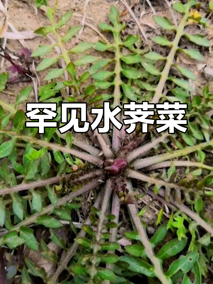 水荠菜:像荠菜的草本植物,冬季也能生长