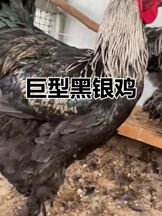 黑银婆罗门鸡,体型巨大,堪称世界最大家禽