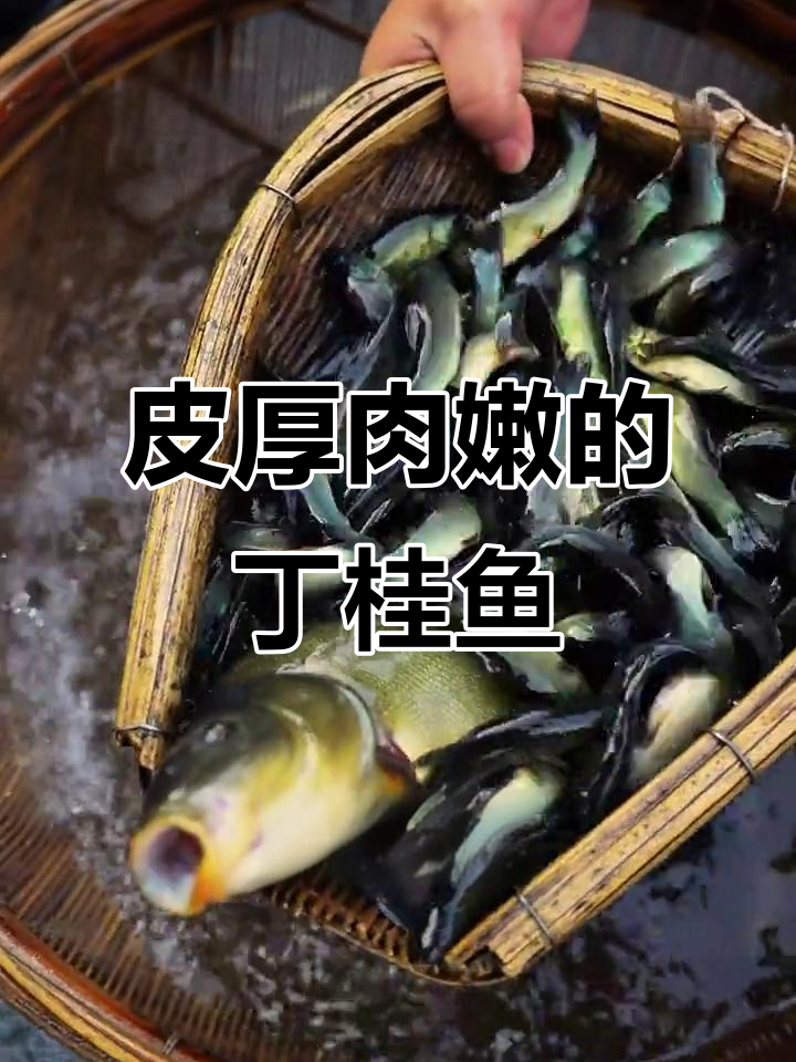 丁桂鱼:耐冷抗热,口感鲜美,养殖前景好