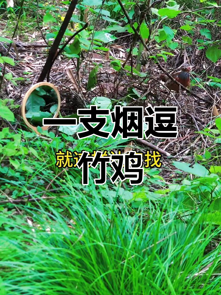 竹鸡母子大作战,一支烟的时间引诱成功