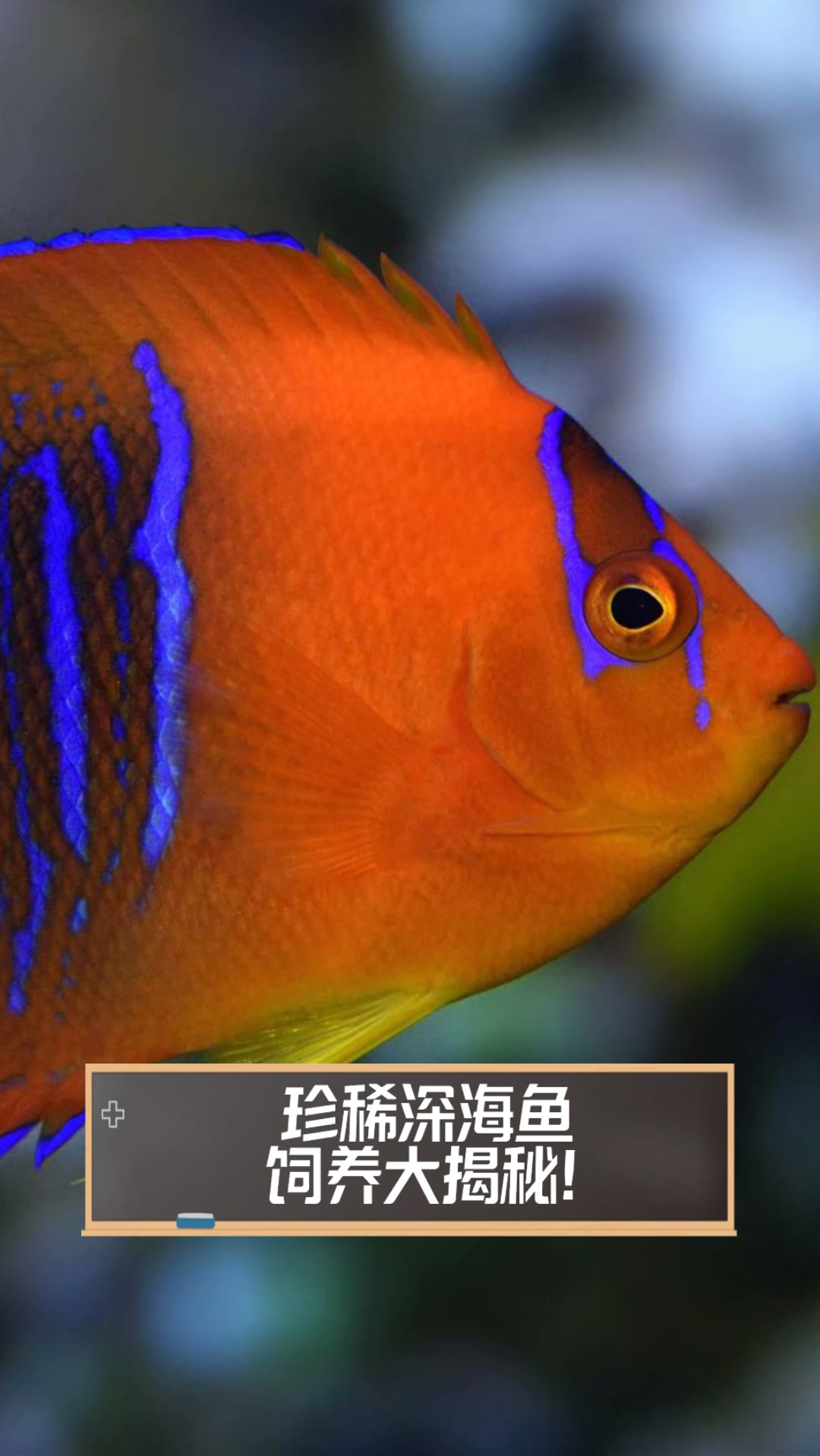 珍稀深海鱼，饲养大揭秘！