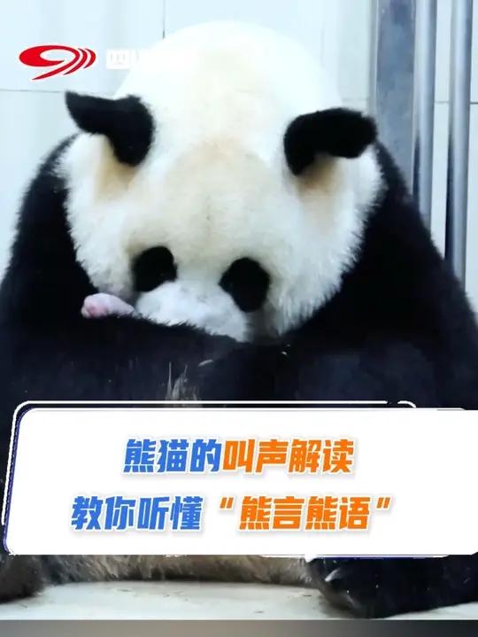 大熊猫的声音情绪解读合集来啦,戳戳视频,教你听懂“熊言熊语”~熊猫奇遇记第二季,每周五、播
